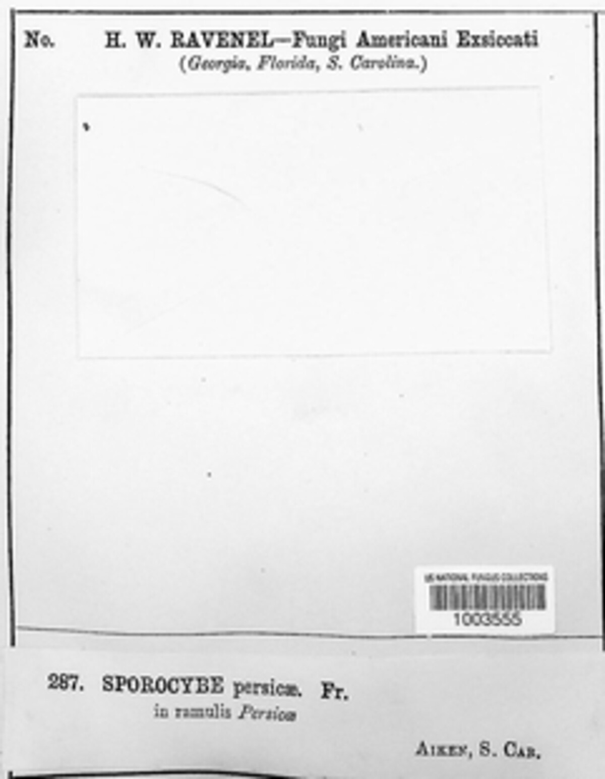 Morrisographium persicae image